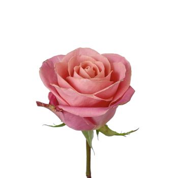 Happy Rose　0329 ROSPINHER5-350x350.jpg